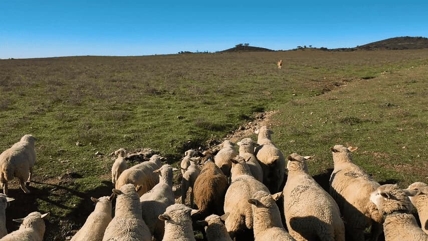 Finca Dehesa Tamujoso en Huelva