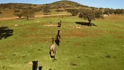 Finca Dehesa Tamujoso en Huelva - Imagen 3